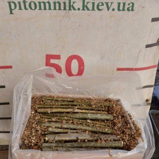 Реальне фото пакування верби енергетичної 100 шт. Коробка 350х200х250см