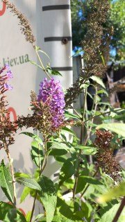 Не встановлено зображення