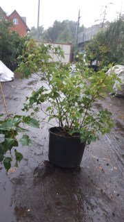 IMG-9d36714d7350a01eb9dd5ae92f33d34c-V