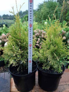 IMG-9d478903feae84194803d5b6e0c2da36-V