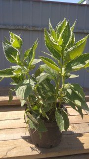 Гортензия крупнолистная Mariesii Variegata / Maculata