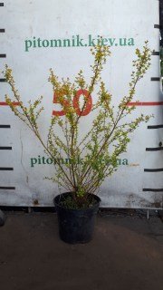 IMG-9d7c257d4db82e7dc8501d9ad11f5eaf-V