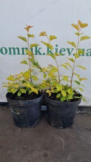 IMG-9f881844f8acea61b6471906a6d14faa-V