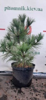 Кедр корейський (сосна кедрова корейська) щеплений [2-х річний, щеплений, контейнер]