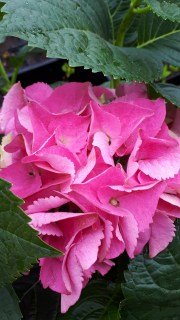 Гортензія крупнолиста (Макрофіла) [контейнер 5л.]