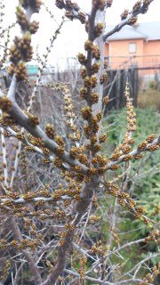 Обліпиха чоловічий сорт Адам