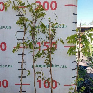 IMG-a22ae2ed7f7f034a3b3698426a8d2dda-V