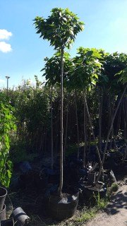 Катальпа Нана (на штамбі) [штамб 140-160см, 3 роки, свіжа викопка]