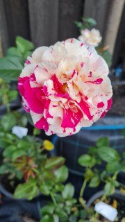 Троянда плетиста Строката (Пестрая)