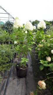 Гортензия метельчатая Лаймлайт (Limelight)