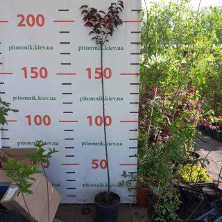 IMG-a45fc815bf2f5f34d780ff77533842ee-V