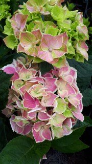 IMG-a4d1089f6e57dba0364cce903501ee78-V