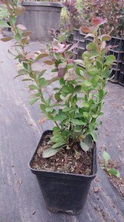 IMG-a5d3acfa41aa5e1549e03dac5f9a4b05-V