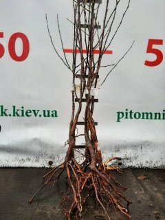 IMG-a937cddd3dbac23c5d581a8b7469e45e-V