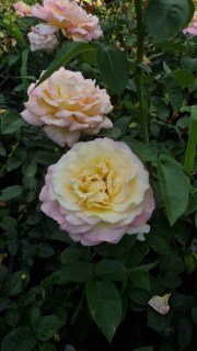 IMG-a9f81c841b42926dc04192e745b3ce44-V