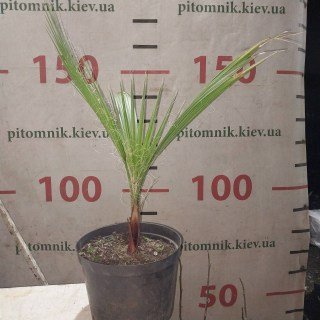 Реальні фото 4-річної пальми в контейнері