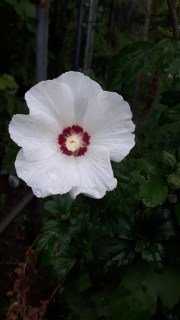 Гибискус сирийский Ред Харт (Red Heart)