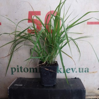 Реальні фото саджанців контейнер 500мг