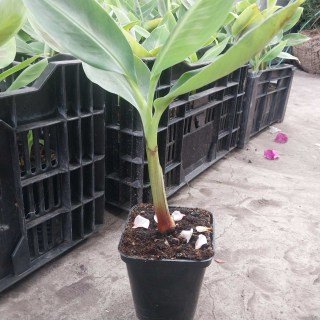 Реальне фото наших саджанців банан Київський Карлик