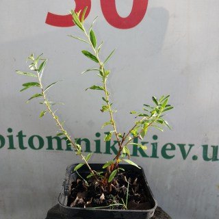 IMG-ac796a103c01efc20c31de43684db7c0-V