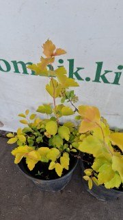 IMG-adeeb634abb37344b35e828a452e53df-V