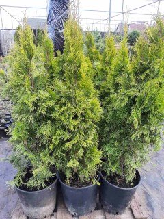 Туя Западная Голден Смарагд