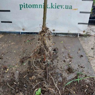 IMG-aec51ce17df110ee9cbef3583dfff3e9-V