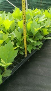 IMG-b014c5b7f24784073cc5ddff45d4efb2-V