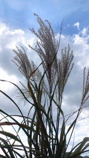 Реальне фото саджанця Сільберфедер з відкритим корінням