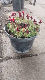 Реальні фото саджанця Ломикамінь Арендса Хайлендер червона