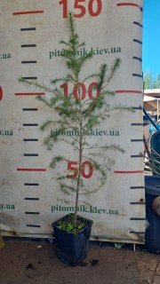 Реальне фото саджанця модрини 130см, контейнер