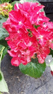 Гортензія крупнолиста