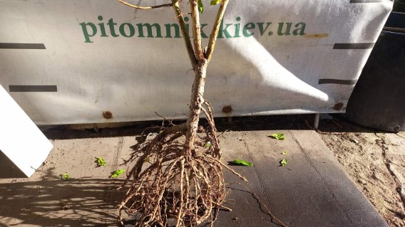 IMG-b382ab8e1edcf35c664d712018eff20a-V81