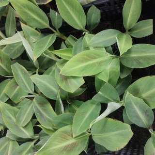 Реальне фото наших саджанців банан Київський Карлик