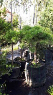 Сосна чорна на штамбі Марія Брегон (Maria Bregon)