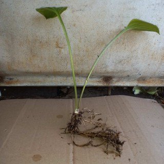 IMG-b688f388a3c9000d81d85d87bf7f6a8c-V