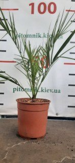Реальне фото пальми 80-100см. контейнер 3л