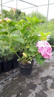 IMG-b817c33b02920cd85b20809bf7ac1eab-V