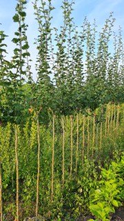 Глід на штамбі 2 в 1 Пол Скарлет та  Білий