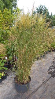 IMG-bd5ed531e5abc30aad7f88b0d57b2432-V