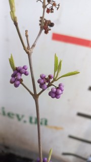 IMG-be1d540b535158d056b76ccce73cb8f3-V