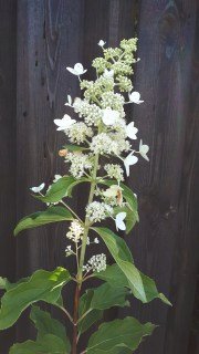 Гортензия метельчатая Киушу (Kyushu)