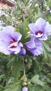 Гібіскус сирійський Марина (Marina)