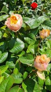 IMG-c0d79f25ddfda62f66f62d5de1b77879-V