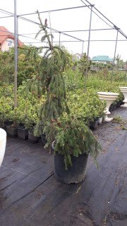 IMG-c0dd6efb8c313b864c702386061aad8c-V