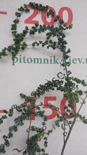 IMG-c1acf69d795dcb212cc82575024b8a4d-V