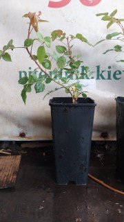 Реальне фото саджанця троянди в контейнері 2л, 30см