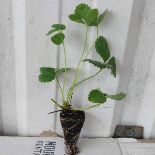 IMG-c1b975f6ce0d1a265b54d3deefa48300-V