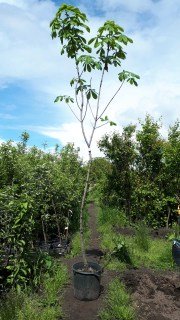 IMG-c21c3859d91bdd7fb728fd6baa9dc5a3-V