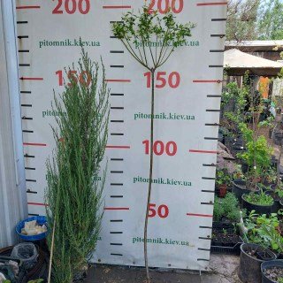 IMG-c251f7f1890d8992871acc9a3a196e26-V